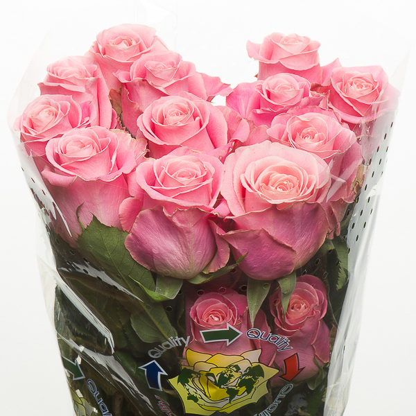 ROSE HERMOSA 70